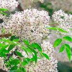 ngay-xuan-doc-am