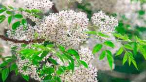 ngay-xuan-doc-am